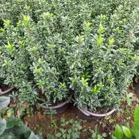 شمشاد نعنایی سبز سطل ۱۰ قیچی خورده