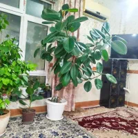 گل فیکوس خانگی ورستو ان