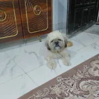 حیوان سگ شیتزو|سگ|فریدونکنار, |دیوار