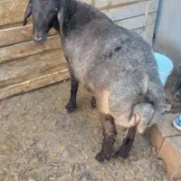 یک راس بره نر همو