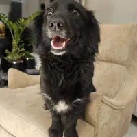 واگذاری سگ عقیم شده