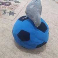 عروس هلندی|پرنده|اهواز, فتح|دیوار