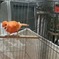 قناری سوپر قرمز|پرنده|تبریز, |دیوار