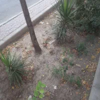 زمین-مسکونی-گلستان-212-متری-پروانه-دارد