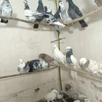 کفتر پرشی|پرنده|قم, آزادگان|دیوار