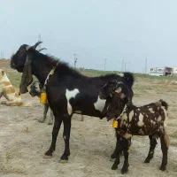 نر بز پاکستانی تکه گوش بلند اصیل|حیوانات مزرعه|گنبد کاووس, |دیوار