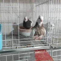 کبوتر طوقی