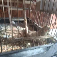 جفت  هستن|پرنده|ری, امین آباد|دیوار