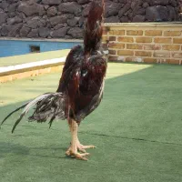 سلام خروس لاری|حیوانات مزرعه|هشتگرد, تهران دشت|دیوار