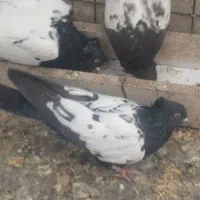 کبوتر سینه ای|پرنده|اصفهان, دانشگاه افسری امیرالمومنین|دیوار