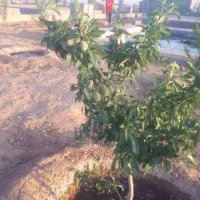 فروش  زمین 1000 متری باغی باشرایط ویژه|فروش زمین و ملک کلنگی|حبیب آباد, |دیوار