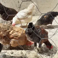 ۶عدد مرغ تخم گذار جوان