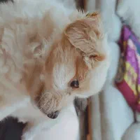 بخاطر نداشتن موقعیت و نداشتن وقت|سگ|گرگان, |دیوار