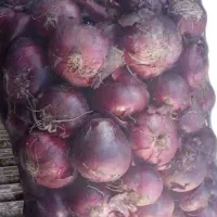 پیاز بناب اصل