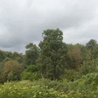 جنگل و طبیعت گردی