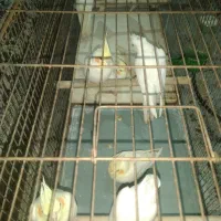 عروس هلندی لوتینو و البینو نه ماهه|پرنده|ابهر, |دیوار