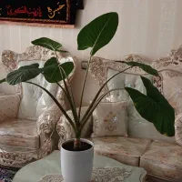 گل گیاه اپارتمانی بابا ادم قشنگ|گل و گیاه طبیعی|قم, آذر (نکویی)|دیوار