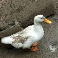 فروش اردک ماده و نر محلی گوشتی
