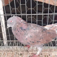 نروماده فروشی قیمتها فرق دارن|پرنده|اردکان, |دیوار