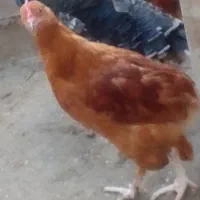 خروس محلی|حیوانات مزرعه|زیرآب, |دیوار