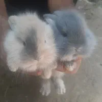 خرگوش  لپ