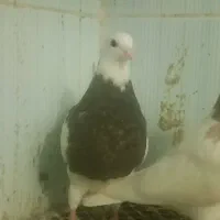 طوقی سرکی ای  نر شاخ دار جان هوا و جوجه گیری