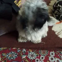 نر یک ساله|سگ|گرگان, |دیوار