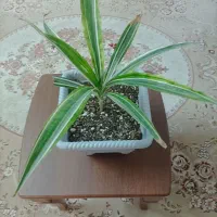 کادو روز مادر|گل و گیاه طبیعی|میبد, |دیوار