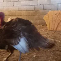 بوقلمون محلی اصل|حیوانات مزرعه|شیراز, حجت آباد|دیوار