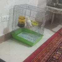 عروس هلندی زیبا سالم وباهوش