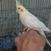 عروس هلندی ماده رام