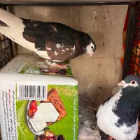 کله‌سفید|پرنده|سبزوار, هویزه|دیوار