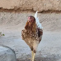 خروس|حیوانات مزرعه|خواف, |دیوار