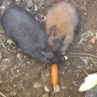 خرگوش|موش و خرگوش|گالیکش, |دیوار