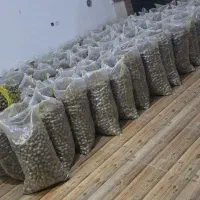 گردو خشک|عمدهفروشی|شیراز, گویم|دیوار