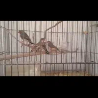 فروش عروس هلندی و فنج