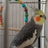 پرنده طوطی عروس