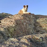 دزدیده شده|حیوانات|اراک, |دیوار