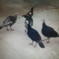 ۲عددخروس ۴بوقلمون