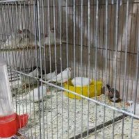 فنچ.مرغ عشق.عروس هلندی.طوطی برزیلی.قناری