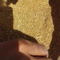 بذر علف محلی تضمینی