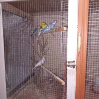 مرغ عشق پنج ماهه