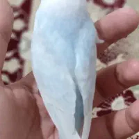 مرغ عشق|پرنده|شیراز, شریف‌آباد|دیوار