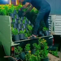 فروش شمشادطلایی وسبز ویاس هلندی وسیکاس ویوکا