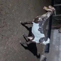 بز، بز داشتی