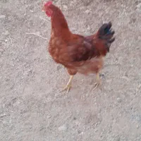 خروس|حیوانات مزرعه|بروجرد, |دیوار