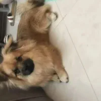 پامر اشپیتز