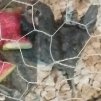 خروس ۴ ماهه