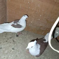 کبوتر|پرنده|مینودشت, |دیوار