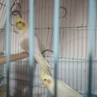 فروش دو عدد جوجه عروس